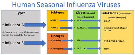 types of influenza.